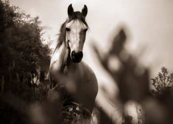 Καταχώρηση αριθμού σήμανσης ίππων της Δράσης 10.1.09