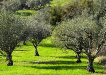 Ζωτικής σημασίας η ανάπτυξη άμεσων μέτρων στήριξης των ελαιοπαραγωγών και της ελαιοπαραγωγής