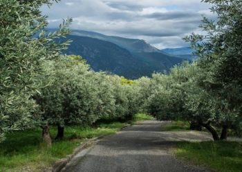 Συμμετοχή του ΕΦΕΤ στην  Εμβληματική δράση «Οι Δρόμοι της ελιάς»