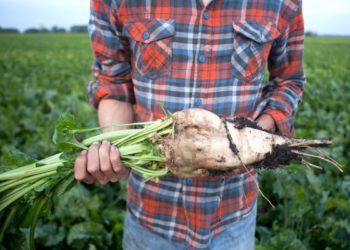 Χορήγηση συνδεδεμένης ενίσχυσης στους παραγωγούς ζαχαρότευτλων