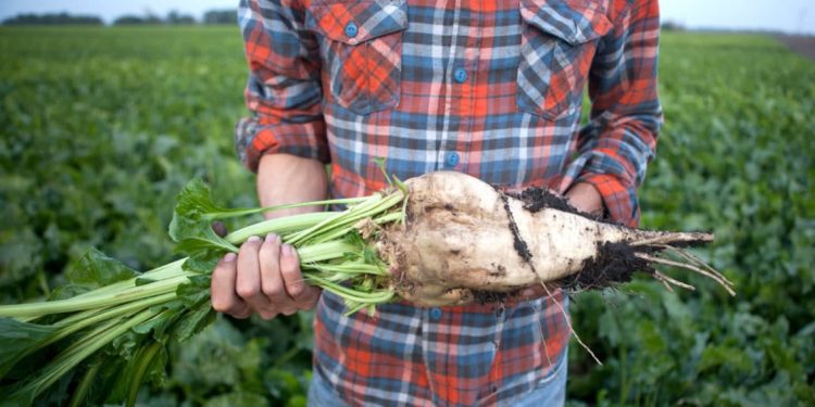 Χορήγηση συνδεδεμένης ενίσχυσης στους παραγωγούς ζαχαρότευτλων