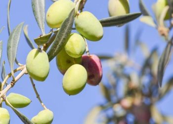 «Ελαιοπαρατηρητής»: Θα «μετράει» την υγεία των ελαιόδεντρων και θα προειδοποιεί τόσο τους αρμόδιους φορείς όσο και τους παραγωγούς για επερχόμενους κινδύνους.