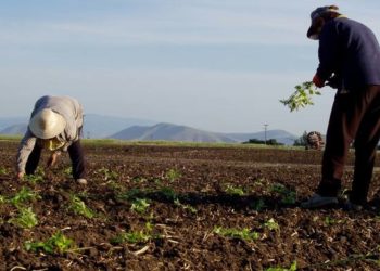 Στ. Αραχωβίτης: «Καμιά ουσιαστική απάντηση του Υπουργού Εργασίας για τον συμψηφισμό των εργοσήμων και τη μη αποστολή στο ΚΕΑΟ των οφειλετών αγροτών» (βίντεο)