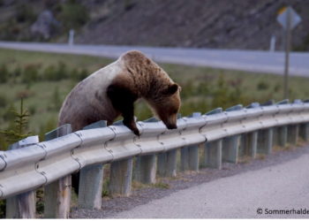 Πρόσκληση σε εκδήλωση έναρξης του έργου LIFE SAFE CROSSING
