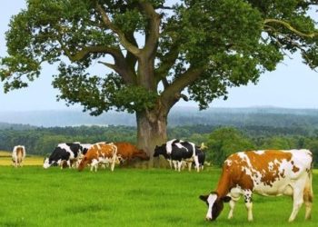 Δικαίωση της Ελλάδας από το Δικαστήριο της Ευρωπαϊκής Ένωσης για τους βοσκότοπους!