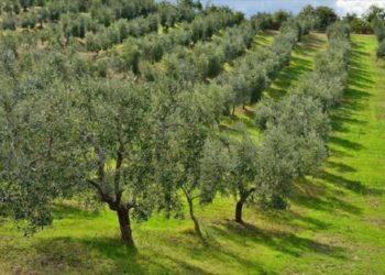 Βορίδης:  «Θέλουμε να δώσουμε στους παραγωγούς μας κάθε  δυνατότητα αύξησης του εισοδήματός τους»