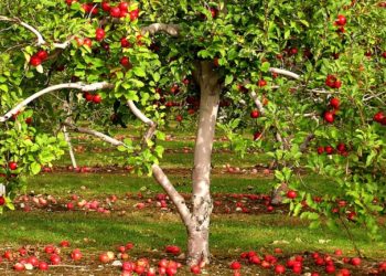 Πληρωμή συνδεδεμένων ενισχύσεων ύψους 59.629.331€
