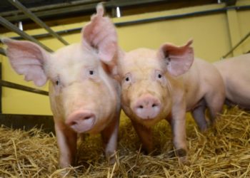 Κρούσμα Αφρικανικής Πανώλης των Χοίρων σε περιοχή της Π.Ε. Σερρών