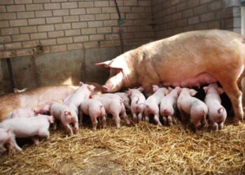 Επαγρύπνηση όλων για την Αφρικανική Πανώλη των χοίρων