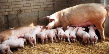 Επαγρύπνηση όλων για την Αφρικανική Πανώλη των χοίρων