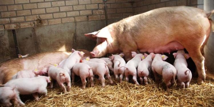 Επαγρύπνηση όλων για την Αφρικανική Πανώλη των χοίρων
