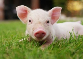 Ευρεία σύσκεψη στην Π.Ε. Σερρών υπό την Υφυπουργό Αγροτικής Ανάπτυξης και Τροφίμων κ. Φωτεινή Αραμπατζή.