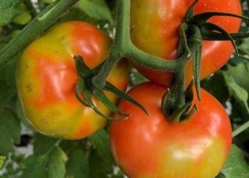 Εμφάνιση του επιβλαβούς οργανισμού Tomato Brown Rugose Fruit Virus