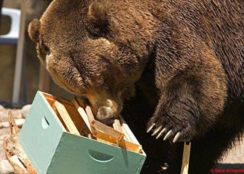 Προσοχή στις αρκούδες!