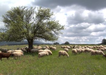 Δηλώσεις – Προτάσεις Αραχωβίτη για Κτηνοτροφία/ Κάρτα Αγρότη/ Ενεργοποίηση Δικαιωμάτων/ ΚΑΔ