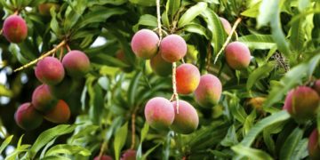 Αλλαγές, με απόφαση Βορίδη, στο υφιστάμενο θεσμικό πλαίσιο για την εγγραφή ποικιλιών στον εθνικό κατάλογο