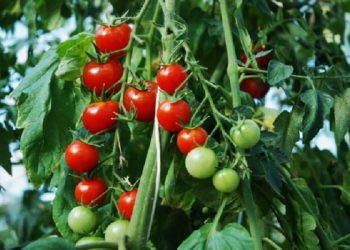 Φυτοϋγειονομικός έλεγχος διακινούμενου σπόρου τομάτας και πιπεριάς κοινοτικής προέλευσης