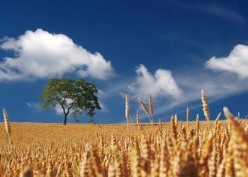 Φάμελλος: “Η ΝΔ καταδικάζει τον αγροτικό κόσμο της Ελλάδας σε καθυστέρηση”