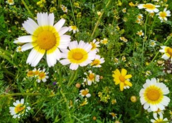 Κορωνοϊός και πρωτογενής παραγωγή