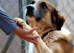 #CitySolidarityGR #AnimalSolidarityGR (video)