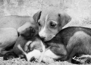 Επιχορήγηση Δήμων από το Υπουργείο Εσωτερικών για αγορά τροφής και φαρμάκων σε αδέσποτα