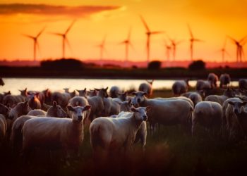 Like στους κτηνοτρόφους!