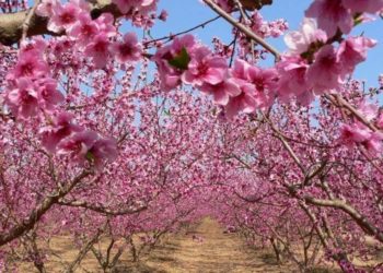 Εχθροί της αμυγδαλιάς