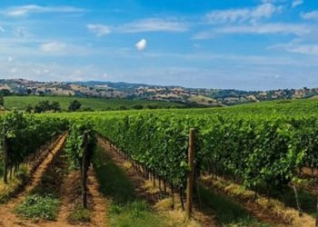 Τηλεδιάσκεψη υπό τον Μ. Βορίδη για τα προβλήματα του αμπελοοινικού κλάδου