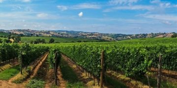 Τηλεδιάσκεψη υπό τον Μ. Βορίδη για τα προβλήματα του αμπελοοινικού κλάδου