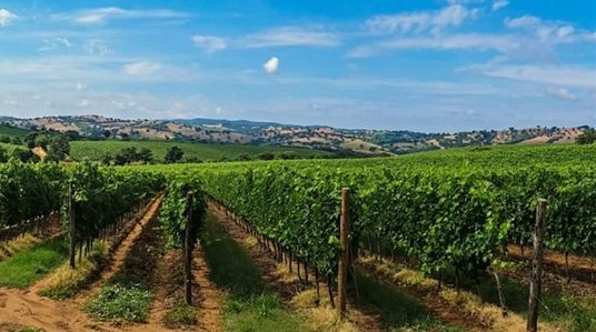 Τηλεδιάσκεψη υπό τον Μ. Βορίδη για τα προβλήματα του αμπελοοινικού κλάδου