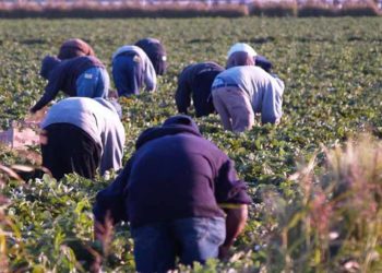 “Να δοθούν κίνητρα για την απασχόληση  ημεδαπών εργατών γης”