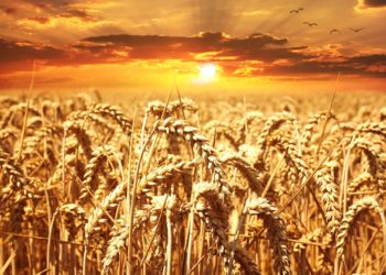 Έλεγχοι σε καλλιέργειες σκληρού σίτου από την Περιφέρεια Θεσσαλίας