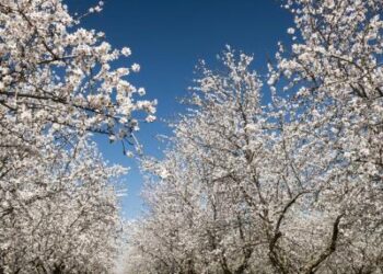 Εχθροί της αμυγδαλιάς: Ευρύτομο