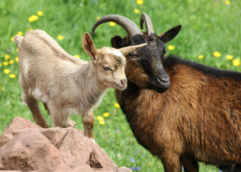 Δράση 10.1.09 “Διατήρηση απειλούμενων αυτόχθονων φυλών αγροτικών ζώων”