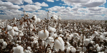 Η διεθνής τιμή βάμβακος σήμερα 04/05/2020