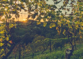 Αμπέλι: Περονόσπορος & Ωίδιο