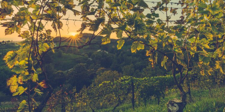 Αμπέλι: Περονόσπορος & Ωίδιο