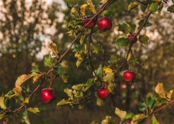 ΕΧΘΡΟΙ  ΚΑΙ ΑΣΘΕΝΕΙΕΣ  ΜΗΛΙΑΣ  – ΑΧΛΑΔΙΑΣ – ΚΑΡΥΔΙΑΣ