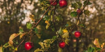 ΕΧΘΡΟΙ  ΚΑΙ ΑΣΘΕΝΕΙΕΣ  ΜΗΛΙΑΣ  – ΑΧΛΑΔΙΑΣ – ΚΑΡΥΔΙΑΣ