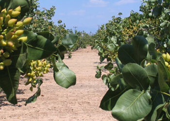 Φιστικιά: Σεπτορίωση και τρόποι αντιμετώπισης