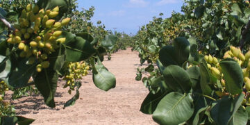 Φιστικιά: Σεπτορίωση και τρόποι αντιμετώπισης