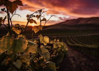 Ασθένειες του Αμπελιού