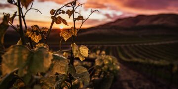 Ασθένειες του Αμπελιού