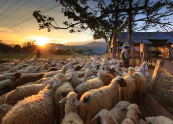Κόκκαλης: Έτσι θα μείνουν όρθιοι από την ύφεση γεωργοί, κτηνοτρόφοι, αλιείς