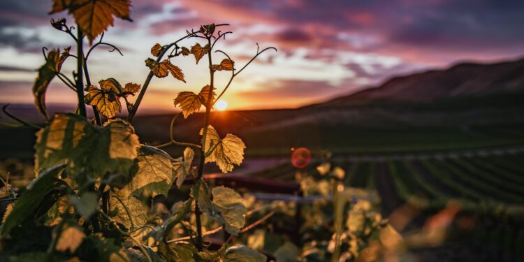 Στ. Αραχωβίτης: «Γυρίζει την πλάτη στους αμπελοκαλλιεργητές η κυβέρνηση. Δικαιώματα μόνο στα οινοποιεία»