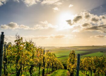 Υποβολή αιτήσεων εκδήλωσης ενδιαφέροντος για το Πρόγραμμα Αναδιάρθρωσης και μετατροπής των αμπελώνων για το έτος 2020