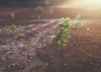 Ενίσχυση και διατήρηση της οργανικής ουσίας του εδάφους