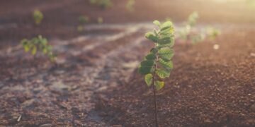 Ενίσχυση και διατήρηση της οργανικής ουσίας του εδάφους