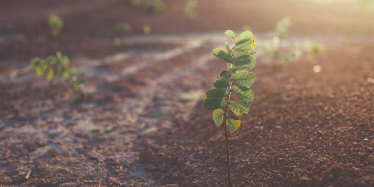 Ενίσχυση και διατήρηση της οργανικής ουσίας του εδάφους
