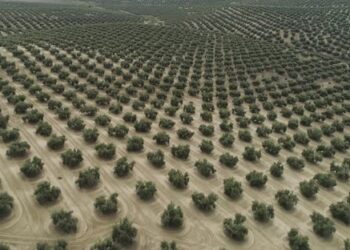 «Aceite de Jaén»: Ισπανικό ελαιόλαδο στο μητρώο προστατευόμενης γεωγραφικής ένδειξης